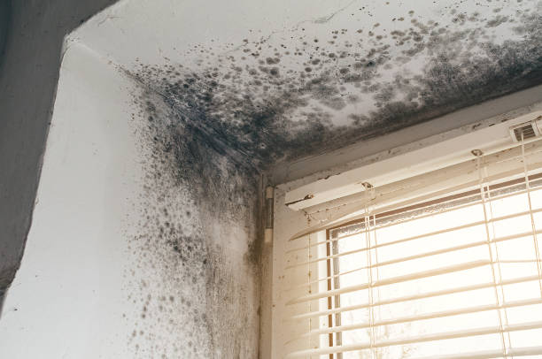 Affordable Black Mold Remediation solutions in Fort Hill, PA