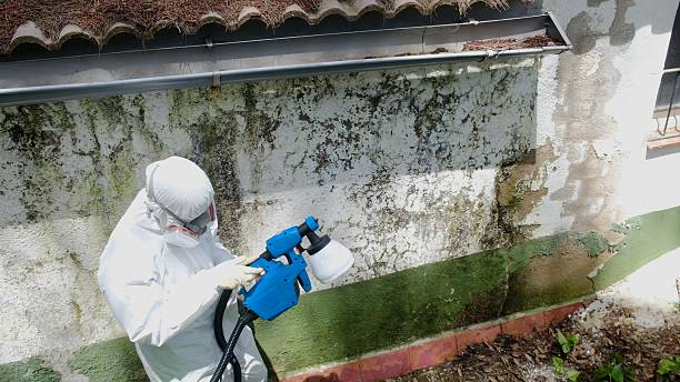 Top rated local Black Mold Remediation specialists in Fort Hill, PA
